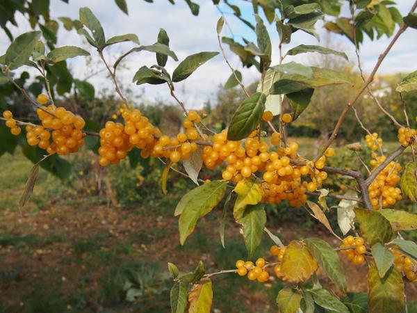 Die leuchtend orangen Früchte der Essbaren Ölweide laden in Kirchberg am Wagram zum Pflücken und Genießen ein.
Die leuchtend orangen Früchte der Essbaren Ölweide laden in Kirchberg am Wagram zum Pflücken und Genießen ein.