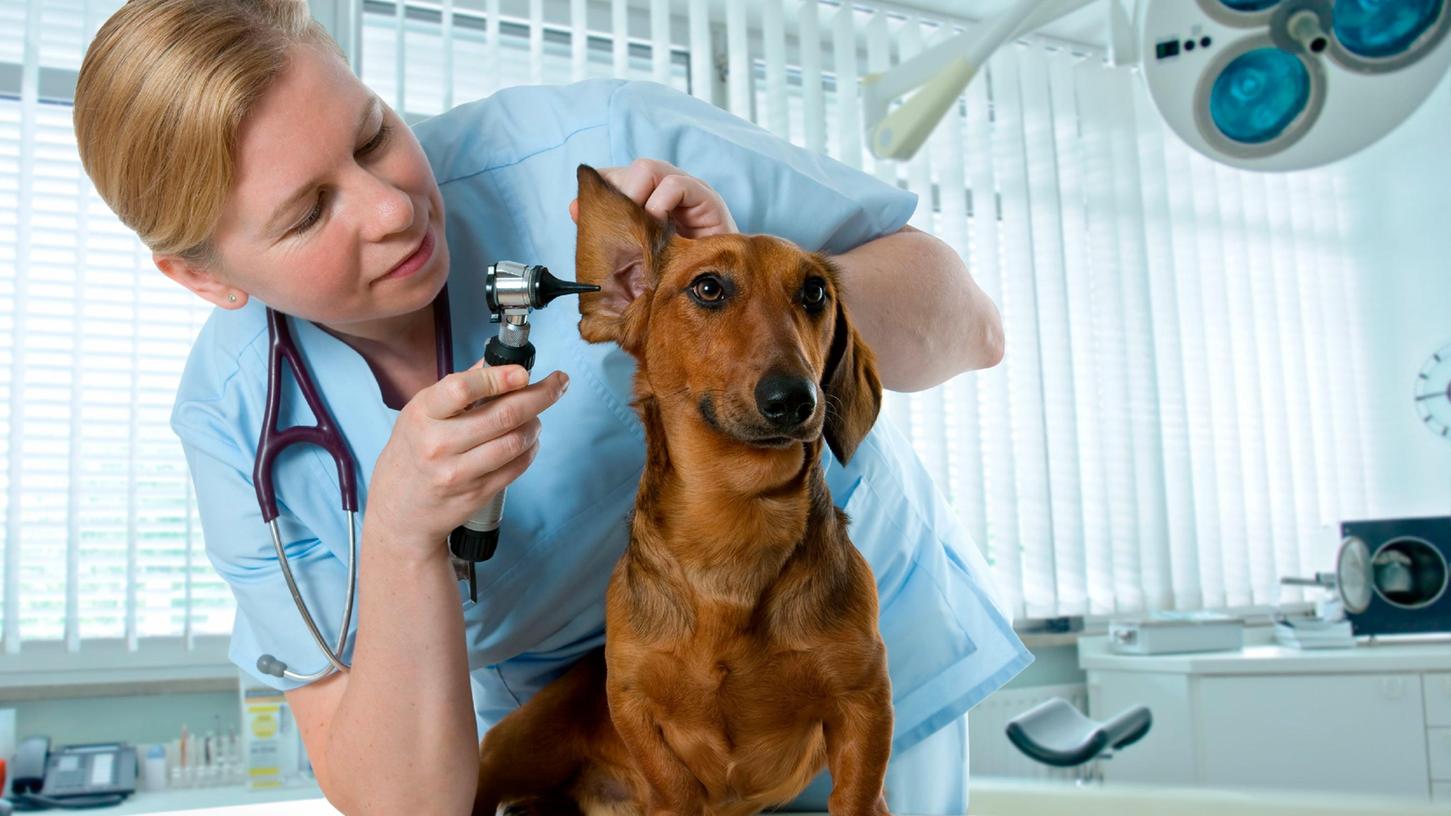 Ein Blick ins Ohr? Easy. Aber die Diagnose per Computertomograf ist beispielsweise nur in Tierkliniken leistbar.