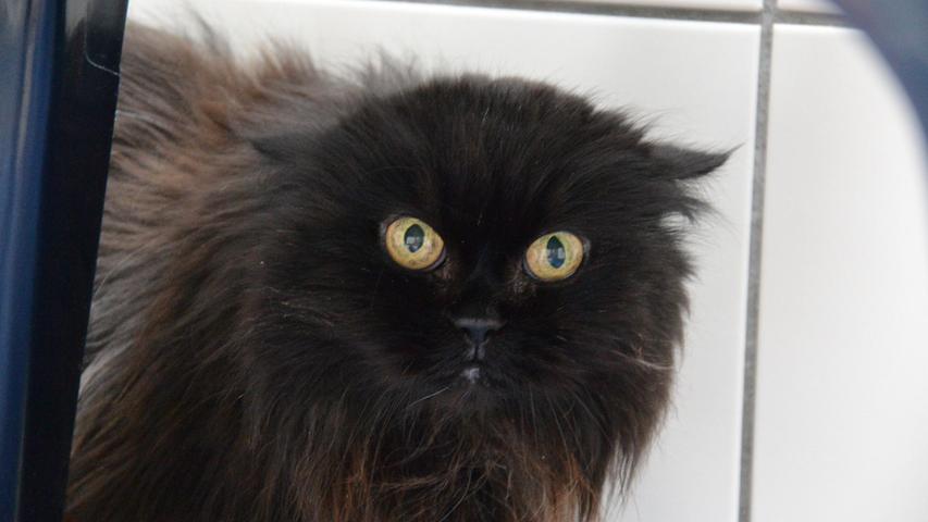 Perserkatze Kimmi ist eine richtige Katze – mit starkem Charakter, etwas eigen. Sie kommt von alleine zum Schmusen und ist unbestechlich. Die 17 Jahre alte Seniorin wünscht sich sehr ein Zuhause, „aber eines, in dem sie leben kann, wie sie möchte“, betonen die Tierpfleger. Angefasst zu werden, gerade von Fremden, ist gar nicht ihr Ding und sie braucht viel Eingewöhnungszeit. Auch Tiere oder Kinder sollten nicht im neuen Zuhause leben, am schönsten wäre ein ruhiges Plätzchen mit einer verständnisvollen Bezugsperson. „Es kann sein, dass ihr Kimmi erst einmal selten seht, sie dann einfach mal beobachtet, bis sie von sich aus Kontakt aufnimmt“, sagen die Tierpfleger. Trotz ihres Alters ist Kimmi in einem guten gesundheitlichen Zustand, lediglich die Nierenwerte sind etwas erhöht, dafür bekommt sie nur etwas Unterstützendes. Wer bereitet der Katzendame noch eine schöne Zeit, so wie sie sie sich vorstellt?
Mehr Informationen gibt es beim Tierheim Nürnberg, Stadenstraße 90, 90491 Nürnberg, Telefon (0911) 919890.
Perserkatze Kimmi ist eine richtige Katze – mit starkem Charakter, etwas eigen. Sie kommt von alleine zum Schmusen und ist unbestechlich. Die 17 Jahre alte Seniorin wünscht sich sehr ein Zuhause, „aber eines, in dem sie leben kann, wie sie möchte“, betonen die Tierpfleger. Angefasst zu werden, gerade von Fremden, ist gar nicht ihr Ding und sie braucht viel Eingewöhnungszeit. Auch Tiere oder Kinder sollten nicht im neuen Zuhause leben, am schönsten wäre ein ruhiges Plätzchen mit einer verständnisvollen Bezugsperson. „Es kann sein, dass ihr Kimmi erst einmal selten seht, sie dann einfach mal beobachtet, bis sie von sich aus Kontakt aufnimmt“, sagen die Tierpfleger. Trotz ihres Alters ist Kimmi in einem guten gesundheitlichen Zustand, lediglich die Nierenwerte sind etwas erhöht, dafür bekommt sie nur etwas Unterstützendes. Wer bereitet der Katzendame noch eine schöne Zeit, so wie sie sie sich vorstellt?
Mehr Informationen gibt es beim Tierheim Nürnberg, Stadenstraße 90, 90491 Nürnberg, Telefon (0911) 919890.