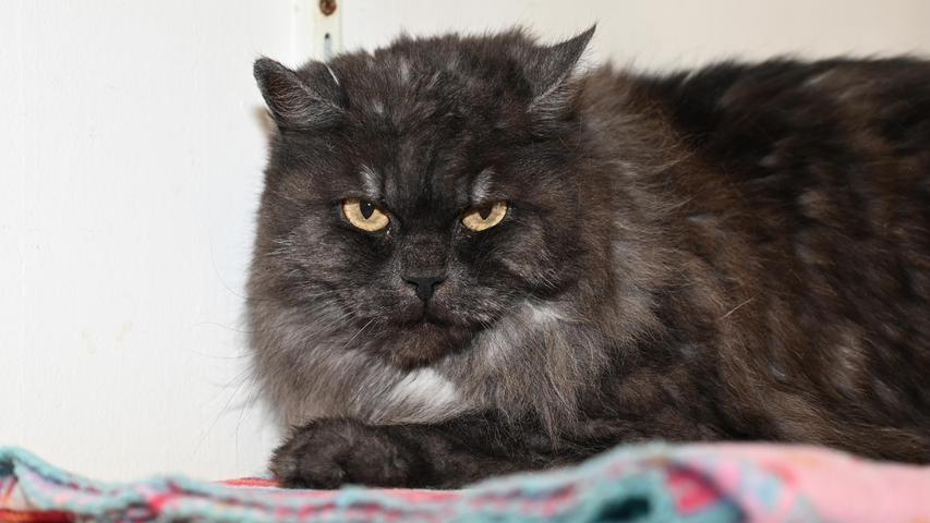 Der black-smoke-farbene Halbperserkater „Rocco“ ist der Bruder der roten Kätzin „Amy“ und auch er wurde wegen Umzugs ins Tierheim Neumarkt abgegeben. Nachdem die beiden Katzen aber im Laufe der Zeit nicht mehr miteinander harmonierten, wird auch für „Rocco“ ein Einzelplatz bei netten, verständnisvollen Menschen gesucht, wo er der Prinz sein darf. In seinem bisherigen Zuhause wurde dem Kater einmal eine gewisse Zeit Freigang gewährt. Als er dann wieder ausschließlich in der Wohnung leben musste, hat das „Rocco“ überhaupt nicht gut gefunden und er hat auf Katzenart protestiert. „Rocco“ sollte im neuen Zuhause also wieder die Möglichkeit zu Freigang gewährt werden können, damit er nach entsprechender Eingewöhnungszeit wieder draußen spazieren gehen kann. Ein verkehrsberuhigt gelegenes Häuschen mit Garten ist damit Voraussetzung. Um die Ausbreitung der Pandemie nicht zu fördern und um unsere Mitarbeiter und Besucher zu schützen, wurde das Tierheim Neumarkt komplett für Besucher, Gassigeher und Katzenstreichler geschlossen. Um den Tieren jedoch nicht die Chance auf ein neues Zuhause zu verbauen, finden Tiervermittlung und Beratung dennoch telefonisch beziehungsweise nach vorheriger Terminvereinbarung zwischen 14.30 und 17 Uhr unter Telefon (0 91 81) 2 28 62 statt. In Notfällen und im Falle von Fundtieren ist das Tierheim ebenfalls unter dieser Telefonnummer erreichbar. Hier geht es zur Internet-Seite des Tierheims
Der black-smoke-farbene Halbperserkater „Rocco“ ist der Bruder der roten Kätzin „Amy“ und auch er wurde wegen Umzugs ins Tierheim Neumarkt abgegeben. Nachdem die beiden Katzen aber im Laufe der Zeit nicht mehr miteinander harmonierten, wird auch für „Rocco“ ein Einzelplatz bei netten, verständnisvollen Menschen gesucht, wo er der Prinz sein darf. In seinem bisherigen Zuhause wurde dem Kater einmal eine gewisse Zeit Freigang gewährt. Als er dann wieder ausschließlich in der Wohnung leben musste, hat das „Rocco“ überhaupt nicht gut gefunden und er hat auf Katzenart protestiert. „Rocco“ sollte im neuen Zuhause also wieder die Möglichkeit zu Freigang gewährt werden können, damit er nach entsprechender Eingewöhnungszeit wieder draußen spazieren gehen kann. Ein verkehrsberuhigt gelegenes Häuschen mit Garten ist damit Voraussetzung. Um die Ausbreitung der Pandemie nicht zu fördern und um unsere Mitarbeiter und Besucher zu schützen, wurde das Tierheim Neumarkt komplett für Besucher, Gassigeher und Katzenstreichler geschlossen. Um den Tieren jedoch nicht die Chance auf ein neues Zuhause zu verbauen, finden Tiervermittlung und Beratung dennoch telefonisch beziehungsweise nach vorheriger Terminvereinbarung zwischen 14.30 und 17 Uhr unter Telefon (0 91 81) 2 28 62 statt. In Notfällen und im Falle von Fundtieren ist das Tierheim ebenfalls unter dieser Telefonnummer erreichbar. Hier geht es zur Internet-Seite des Tierheims