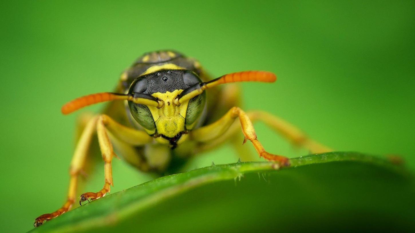 Im Spätsommer sind Wespen meist besonders lästig.