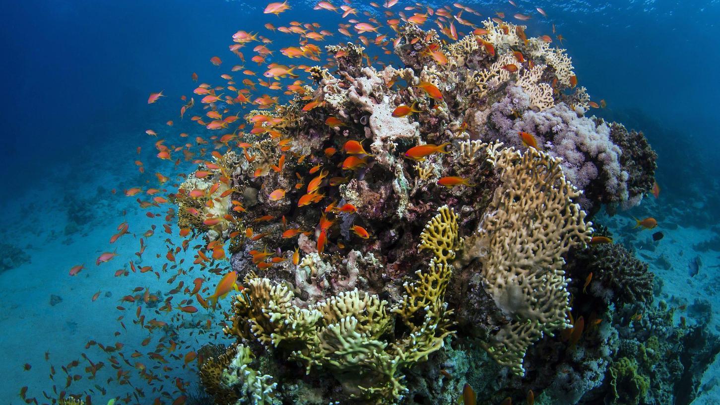 Die Weltmeere haben unter dem Klimawandel besonders zu leiden. Der Erlanger Paläobiologe Wolfgang Kießling beschäftigt sich im nächsten Weltklimabericht mit den Auswirkungen auf die Ozeane.
Die Weltmeere haben unter dem Klimawandel besonders zu leiden. Der Erlanger Paläobiologe Wolfgang Kießling beschäftigt sich im nächsten Weltklimabericht mit den Auswirkungen auf die Ozeane.