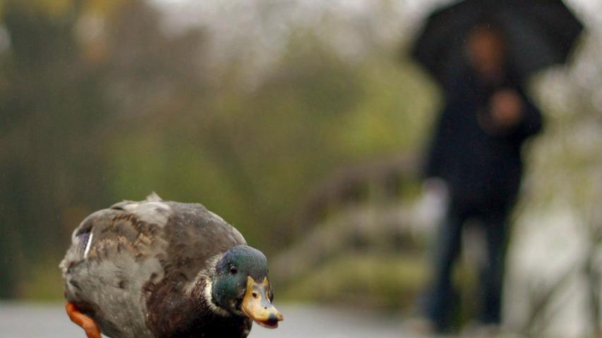 Schlecht gelaunter Erpel. Im Nürnberger Stadtpark ist manchmal so viel los, dass nicht einmal die Enten Ruhe finden. Diese männliche Stockente beobachtete jedenfalls ihre Umgebung genau.
Schlecht gelaunter Erpel. Im Nürnberger Stadtpark ist manchmal so viel los, dass nicht einmal die Enten Ruhe finden. Diese männliche Stockente beobachtete jedenfalls ihre Umgebung genau.