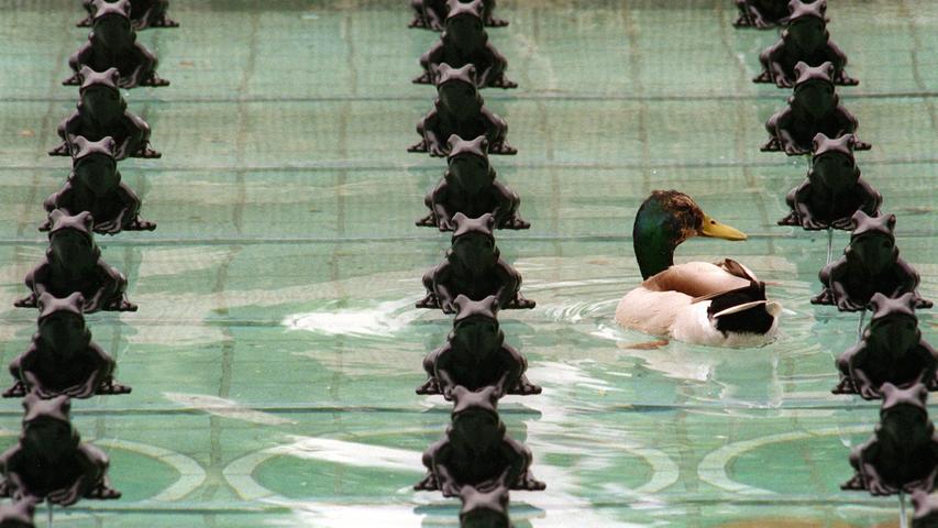 Dieser Erpel ist auch schwer beschäftigt: Er schwimmt zwischen schwarzen Kunst-Fröschen, die der Künstler Ottmar Hörl zu Installation "Froschkönig - Warten auf die Prinzessin" vereint hat. Allerdings nicht im Nürnberger Stadtpark, sondern in Darmstadt.