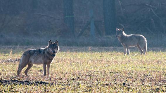 Regierung von Oberfranken gibt Tipps: So verhalten Sie sich richtig, wenn Sie einem Wolf begegnen