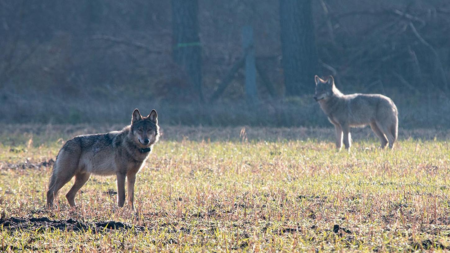 07.03.2016, Niedersachsen, Munster: Der verhaltensauffällige Wolf Kurti (l) steht auf einem Feld. Das Tier wurde 2016 als erster sogenannte Problemwolf erschossen.