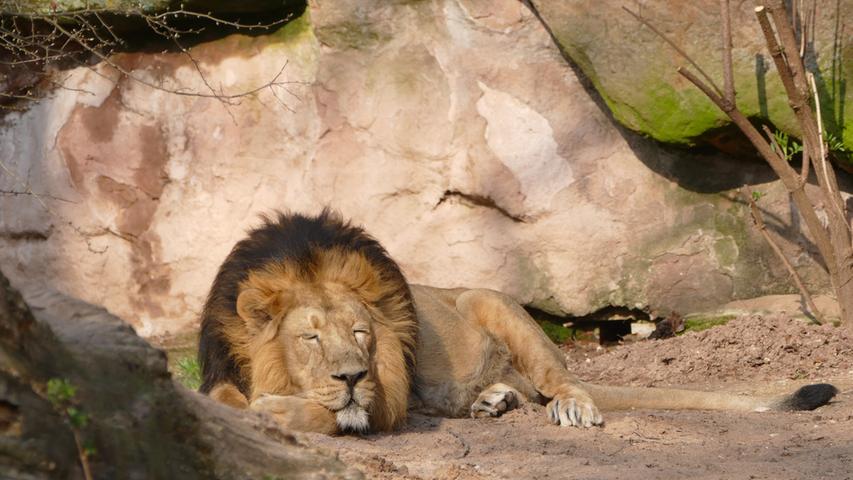 Am 15. August 2021 musste im Tiergarten Nürnberg der Asiatische Löwe Subali im Alter von 15 Jahren altersbedingt eingeschläfert werden. Subali kam 2018 aus Spanien nach Nürnberg und war einer der bekanntesten Bewohner des Tiergartens. Die Unterart des Asiatischen Löwen gilt als gefährdet.