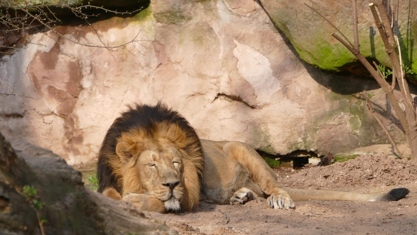 Tiergarten Nürnberg: Löwe Subali starb an Altersschwäche