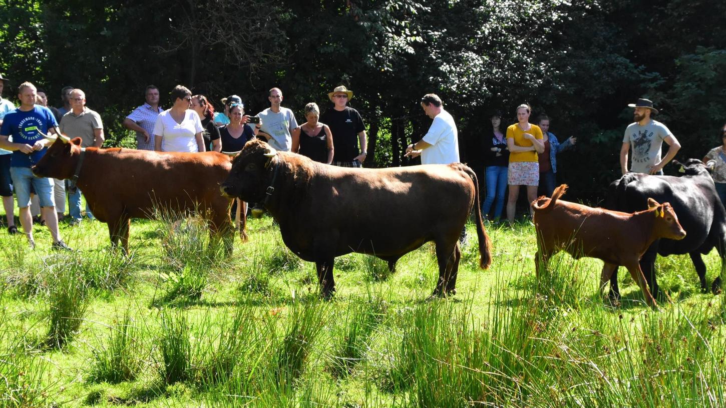 Wertvolle Landschaftspfleger: Kleinste Rinder Europas leben auch in Mittelfranken