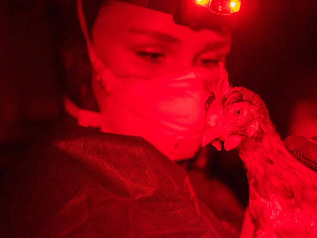 Eine Helferin – mit Rotlicht und Huhn.