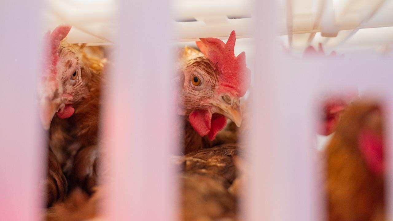 Abfallprodukt der Eierindustrie: Zwei von 862 Legehennen in einer Zehnerbox, die ein zweites Leben geschenkt bekommen.