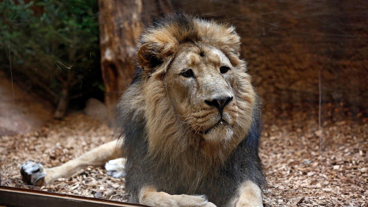 Löwe Subali im Tiergarten. Sein Tod hat viele Menschen bewegt.
Löwe Subali im Tiergarten. Sein Tod hat viele Menschen bewegt.