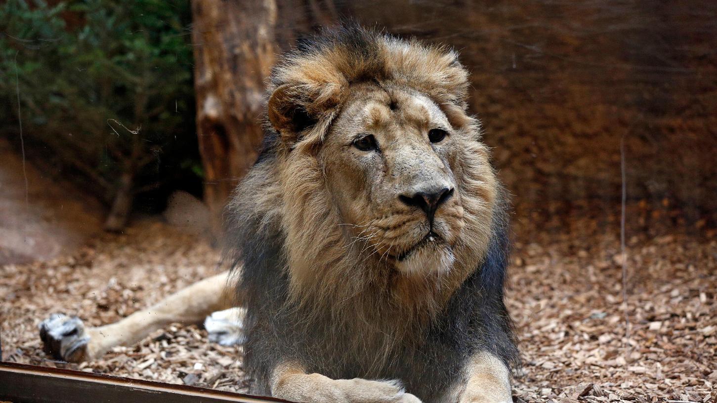 Der altersschwache Löwe Subali musste im Tiergarten getötet werden.