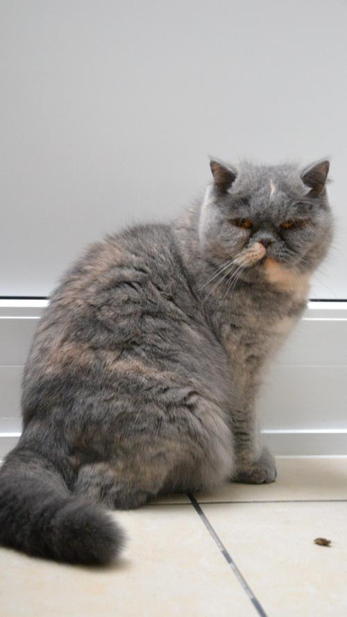 Die zwei Wohnungskatzen, jeweils sechs Jahre alt, werden nur zusammen vermittelt. Coco ist die mutigere Katze von den beiden. Sie ist verspielt (besonders Futter-Fang-Spiele mag sie) und verschmust. Beim Tierarzt kann sie schon mal zickig werden. Chanel ist eher ängstlich, etwas schreckhaft und braucht etwas Zeit für die Eingewöhnung und eine feste Bezugsperson. Sie ist nur mit Coco verträglich und nicht mit anderen Artgenossen. Coco und Chanel können zu Kindern im Alter ab 14 Jahren. Die Katzen haben Struvitsteine, brauchen also Spezialfutter. Sie haben eine Blasenentzündung und eine leichte Inkontinenz, da die Blasenmuskulatur geschwächt ist, sowie Spondylosen in der Lendenwirbelsäule, berichten die Tierheimmitarbeiter.
Mehr Informationen gibt es beim Tierheim Nürnberg, Stadenstraße 90, 90491 Nürnberg, Telefon (0911) 919890.
Die zwei Wohnungskatzen, jeweils sechs Jahre alt, werden nur zusammen vermittelt. Coco ist die mutigere Katze von den beiden. Sie ist verspielt (besonders Futter-Fang-Spiele mag sie) und verschmust. Beim Tierarzt kann sie schon mal zickig werden. Chanel ist eher ängstlich, etwas schreckhaft und braucht etwas Zeit für die Eingewöhnung und eine feste Bezugsperson. Sie ist nur mit Coco verträglich und nicht mit anderen Artgenossen. Coco und Chanel können zu Kindern im Alter ab 14 Jahren. Die Katzen haben Struvitsteine, brauchen also Spezialfutter. Sie haben eine Blasenentzündung und eine leichte Inkontinenz, da die Blasenmuskulatur geschwächt ist, sowie Spondylosen in der Lendenwirbelsäule, berichten die Tierheimmitarbeiter.
Mehr Informationen gibt es beim Tierheim Nürnberg, Stadenstraße 90, 90491 Nürnberg, Telefon (0911) 919890.
