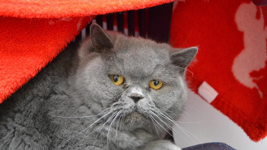 Die zwei Wohnungskatzen, jeweils sechs Jahre alt, werden nur zusammen vermittelt. Coco ist die mutigere Katze von den beiden. Sie ist verspielt (besonders Futter-Fang-Spiele mag sie) und verschmust. Beim Tierarzt kann sie schon mal zickig werden. Chanel ist eher ängstlich, etwas schreckhaft und braucht etwas Zeit für die Eingewöhnung und eine feste Bezugsperson. Sie ist nur mit Coco verträglich und nicht mit anderen Artgenossen. Coco und Chanel können zu Kindern im Alter ab 14 Jahren. Die Katzen haben Struvitsteine, brauchen also Spezialfutter. Sie haben eine Blasenentzündung und eine leichte Inkontinenz, da die Blasenmuskulatur geschwächt ist, sowie Spondylosen in der Lendenwirbelsäule, berichten die Tierheimmitarbeiter.
Mehr Informationen gibt es beim Tierheim Nürnberg, Stadenstraße 90, 90491 Nürnberg, Telefon (0911) 919890.
Die zwei Wohnungskatzen, jeweils sechs Jahre alt, werden nur zusammen vermittelt. Coco ist die mutigere Katze von den beiden. Sie ist verspielt (besonders Futter-Fang-Spiele mag sie) und verschmust. Beim Tierarzt kann sie schon mal zickig werden. Chanel ist eher ängstlich, etwas schreckhaft und braucht etwas Zeit für die Eingewöhnung und eine feste Bezugsperson. Sie ist nur mit Coco verträglich und nicht mit anderen Artgenossen. Coco und Chanel können zu Kindern im Alter ab 14 Jahren. Die Katzen haben Struvitsteine, brauchen also Spezialfutter. Sie haben eine Blasenentzündung und eine leichte Inkontinenz, da die Blasenmuskulatur geschwächt ist, sowie Spondylosen in der Lendenwirbelsäule, berichten die Tierheimmitarbeiter.
Mehr Informationen gibt es beim Tierheim Nürnberg, Stadenstraße 90, 90491 Nürnberg, Telefon (0911) 919890.