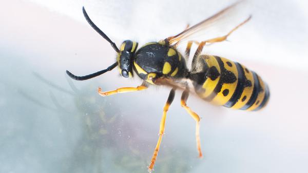Plötzlich aggressiv: Warum nerven Wespen im August so sehr?