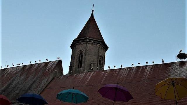 Ein herrlicher Anblick auf der Gunzenhäuser Stadtkirche St. Marien: Störche sind derzeit in Altmühlfranken in Rekordzahlen zu sehen.
