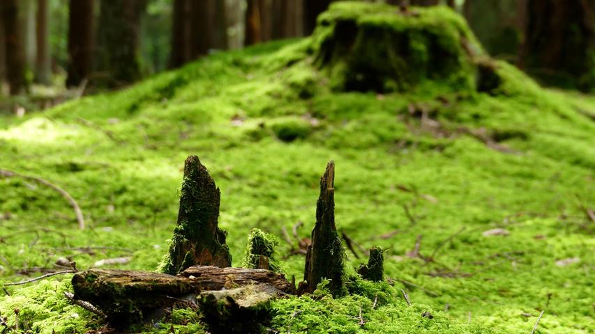 Ein Ort zum Durchatmen: Sattes Grün auf dem Waldboden.