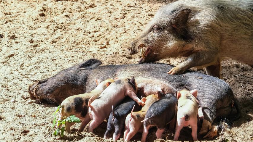 Der Nachwuchs der Minischweine im Nürnberger Tiergarten labt sich "an der Milchbar" - und Papa Eber hat Fuß und Auge drauf.