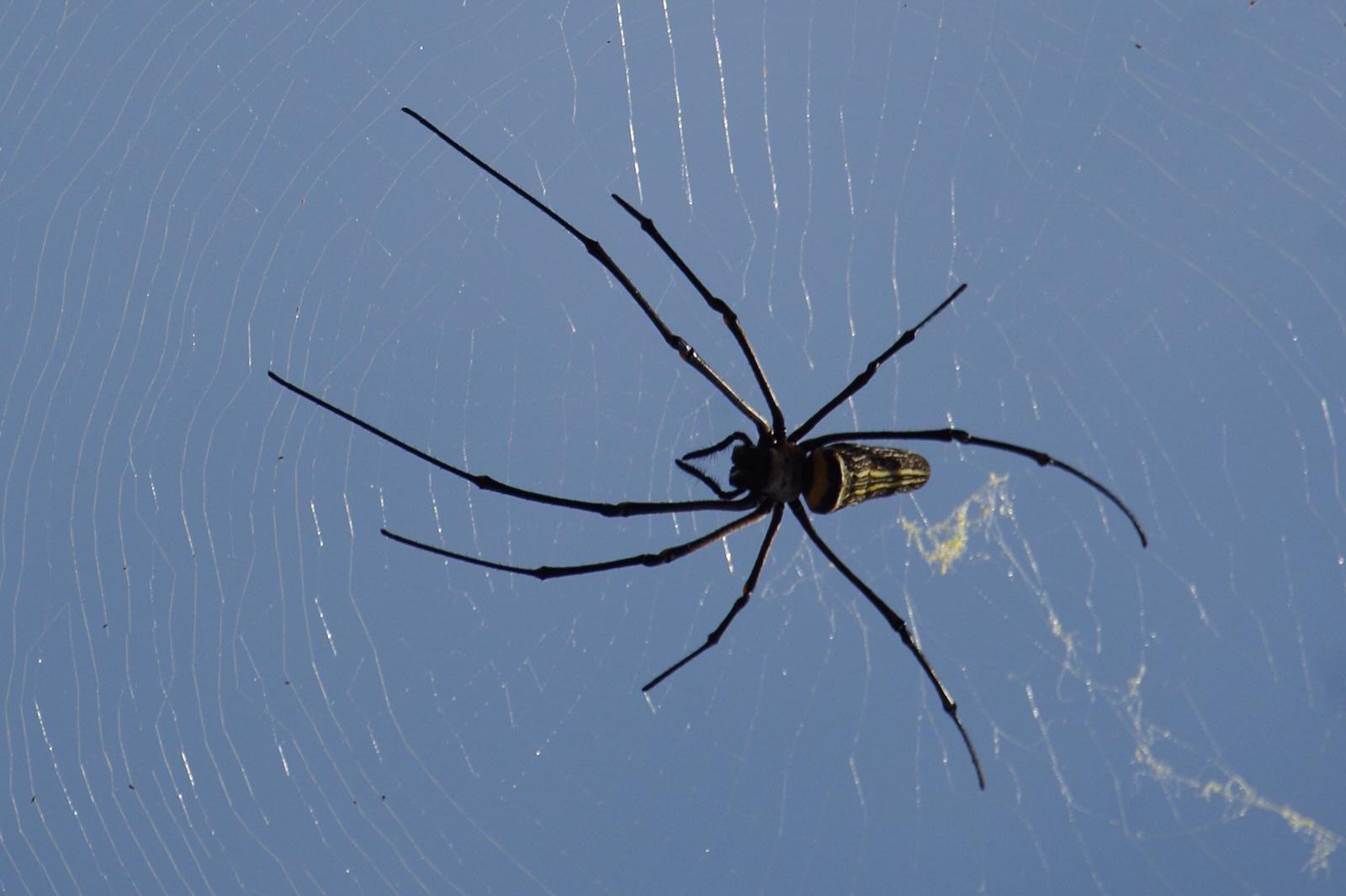 Anzeiger-Horrorspinne