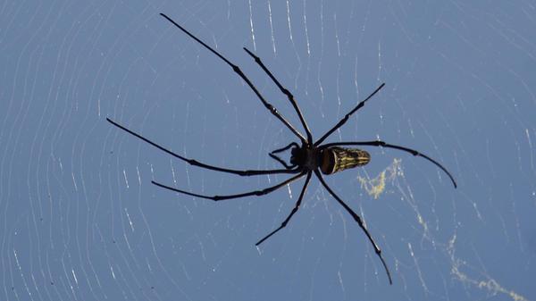 Anzeiger-Horrorspinne
