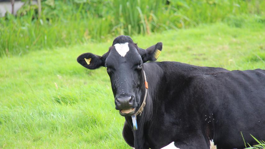 Rund 1,7 Millionen Kühe verteilen sich über die Niederlande und können sich am satten Grün der Wiesen erfreuen. 