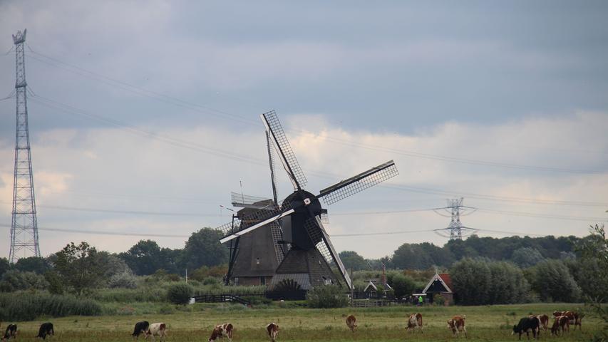 Nach wie vor prägend in der holländischen Landschaft: Windmühlen und viele Kühe auf den Weiden. 
