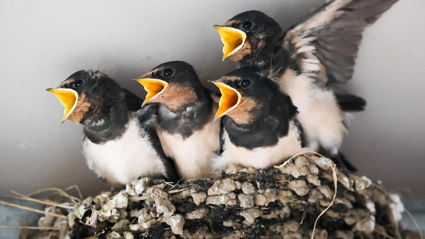 33 Nester: Cadolzburger Familie hat ein Herz für Schwalben