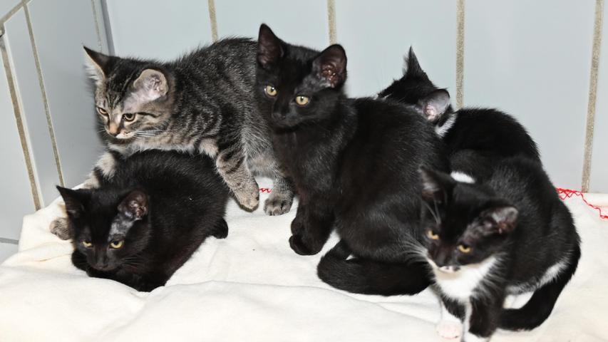 Traum-Plätze wünscht man sich im Tierheim Neumarkt auch für die fünf Katzenkinder namens „Luis“, „Loris“, „Laurin“, „Lillifee“ und „Lara“. Die kleine Rasselbande wurde am 19. Mai im Tierheim geboren und die Kätzchen sind nun groß genug, um sich eigene Familien zu suchen. Interessenten für diese Kätzchen sollten bereit sein, über eventuelle Flurschäden hinwegzusehen, denn Katzenkinder sind oft ungestüm und temperamentvoll. Dass es sich um ein Für-immer-Zuhause handeln sollte, ist selbstverständlich. Auch werden die Kätzchen bevorzugt nur zu zweit abgegeben oder zu einem etwa gleichaltrigen, bereits vorhandenen Kätzchen dazu. Um die Ausbreitung der Pandemie nicht zu fördern und um unsere Mitarbeiter und Besucher zu schützen, wurde das Tierheim Neumarkt komplett für Besucher, Gassigeher und Katzenstreichler geschlossen. Um den Tieren jedoch nicht die Chance auf ein neues Zuhause zu verbauen, finden Tiervermittlung und Beratung dennoch telefonisch beziehungsweise nach vorheriger Terminvereinbarung zwischen 14.30 und 17 Uhr unter Telefon (0 91 81) 2 28 62 statt. In Notfällen und im Falle von Fundtieren ist das Tierheim ebenfalls unter dieser Telefonnummer erreichbar. Hier geht es zur Internet-Seite des Tierheims
Traum-Plätze wünscht man sich im Tierheim Neumarkt auch für die fünf Katzenkinder namens „Luis“, „Loris“, „Laurin“, „Lillifee“ und „Lara“. Die kleine Rasselbande wurde am 19. Mai im Tierheim geboren und die Kätzchen sind nun groß genug, um sich eigene Familien zu suchen. Interessenten für diese Kätzchen sollten bereit sein, über eventuelle Flurschäden hinwegzusehen, denn Katzenkinder sind oft ungestüm und temperamentvoll. Dass es sich um ein Für-immer-Zuhause handeln sollte, ist selbstverständlich. Auch werden die Kätzchen bevorzugt nur zu zweit abgegeben oder zu einem etwa gleichaltrigen, bereits vorhandenen Kätzchen dazu. Um die Ausbreitung der Pandemie nicht zu fördern und um unsere Mitarbeiter und Besucher zu schützen, wurde das Tierheim Neumarkt komplett für Besucher, Gassigeher und Katzenstreichler geschlossen. Um den Tieren jedoch nicht die Chance auf ein neues Zuhause zu verbauen, finden Tiervermittlung und Beratung dennoch telefonisch beziehungsweise nach vorheriger Terminvereinbarung zwischen 14.30 und 17 Uhr unter Telefon (0 91 81) 2 28 62 statt. In Notfällen und im Falle von Fundtieren ist das Tierheim ebenfalls unter dieser Telefonnummer erreichbar. Hier geht es zur Internet-Seite des Tierheims