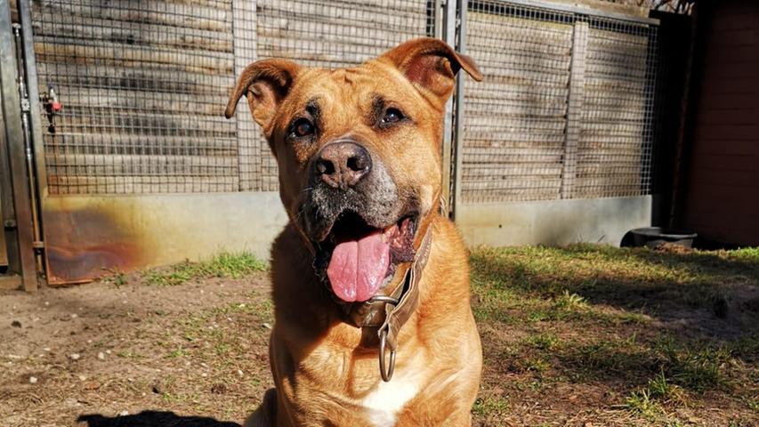 Charly ist schon zehn Jahre alt – und seit wenigen Tagen wieder im Tierheim. Der Boxer-Mischling ist zum zweiten Mal in der Stadenstraße, weil die neuen Halter mit ihm überfordert gewesen sind. Nun wartet er auf seine zweite Chance. Charly ist lieb und verschmust. Er ist sehr folgsam und mag vor allem Hündinnen – Rüden dagegen nicht. Der schlaue Hunde-Opa kann sogar Türen öffnen. Draußen geht er gerne große, gemütliche Runden an der Leine, da ihn ansonsten auch mal der Jagdtrieb packt. Im Garten spielt er gerne auch mal mit dem Ball. Alleine zu bleiben, hat Charly gelernt – und auch Autofahren ist kein Problem. Der Boxer-Mischling braucht Menschen, die konsequent, aber liebevoll mit ihm umgehen. Nur wenn es ums Fressen oder sein Spielzeug geht, ist Vorsicht geboten – er verteidigt seine Sachen. Der Hund ist aber sehr wachsam und intelligent. Charly liebt Mantrailing und geht dabei richtig auf. Für seinen Lebensabend sucht der ältere Hund nun ein schönes Zuhause.
Mehr Informationen gibt es beim Tierheim Nürnberg, Stadenstraße 90, 90491 Nürnberg, Telefon (0911) 919890.
Charly ist schon zehn Jahre alt – und seit wenigen Tagen wieder im Tierheim. Der Boxer-Mischling ist zum zweiten Mal in der Stadenstraße, weil die neuen Halter mit ihm überfordert gewesen sind. Nun wartet er auf seine zweite Chance. Charly ist lieb und verschmust. Er ist sehr folgsam und mag vor allem Hündinnen – Rüden dagegen nicht. Der schlaue Hunde-Opa kann sogar Türen öffnen. Draußen geht er gerne große, gemütliche Runden an der Leine, da ihn ansonsten auch mal der Jagdtrieb packt. Im Garten spielt er gerne auch mal mit dem Ball. Alleine zu bleiben, hat Charly gelernt – und auch Autofahren ist kein Problem. Der Boxer-Mischling braucht Menschen, die konsequent, aber liebevoll mit ihm umgehen. Nur wenn es ums Fressen oder sein Spielzeug geht, ist Vorsicht geboten – er verteidigt seine Sachen. Der Hund ist aber sehr wachsam und intelligent. Charly liebt Mantrailing und geht dabei richtig auf. Für seinen Lebensabend sucht der ältere Hund nun ein schönes Zuhause.
Mehr Informationen gibt es beim Tierheim Nürnberg, Stadenstraße 90, 90491 Nürnberg, Telefon (0911) 919890.