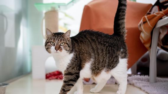 Tierheim Nürnberg sucht neues Zuhause für Hund, Katze und Co - Nürnberg