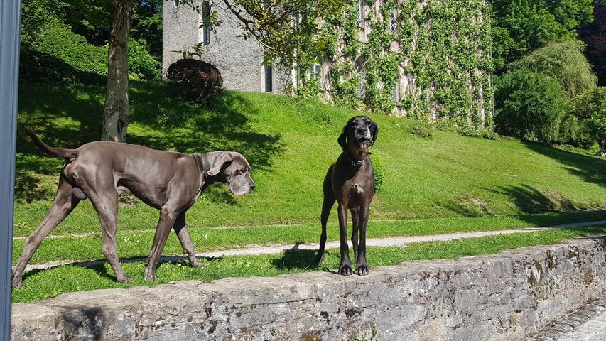 Wilma und Paul, die Schlosshunde.   