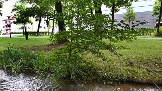 Gefährden Bäume das Ufer des Leitgrabens im Neumarkter Stadtpark?
