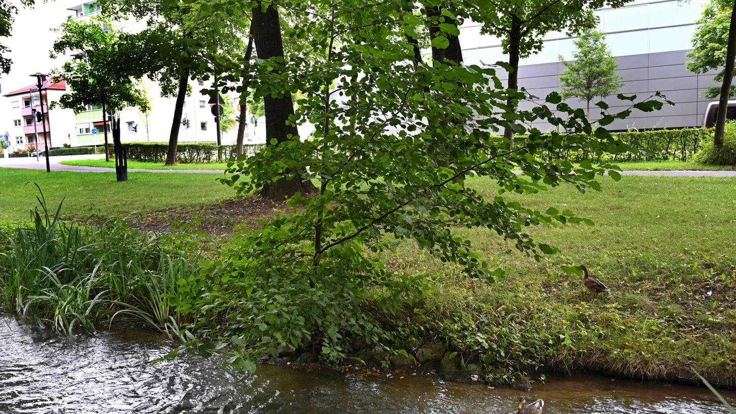 Am Leitgraben in Neumarkt beim Fischermuseum wachsen wild  Bäume. Ihre Wurzeln   können die  Uferbefestigung beschädigen. 