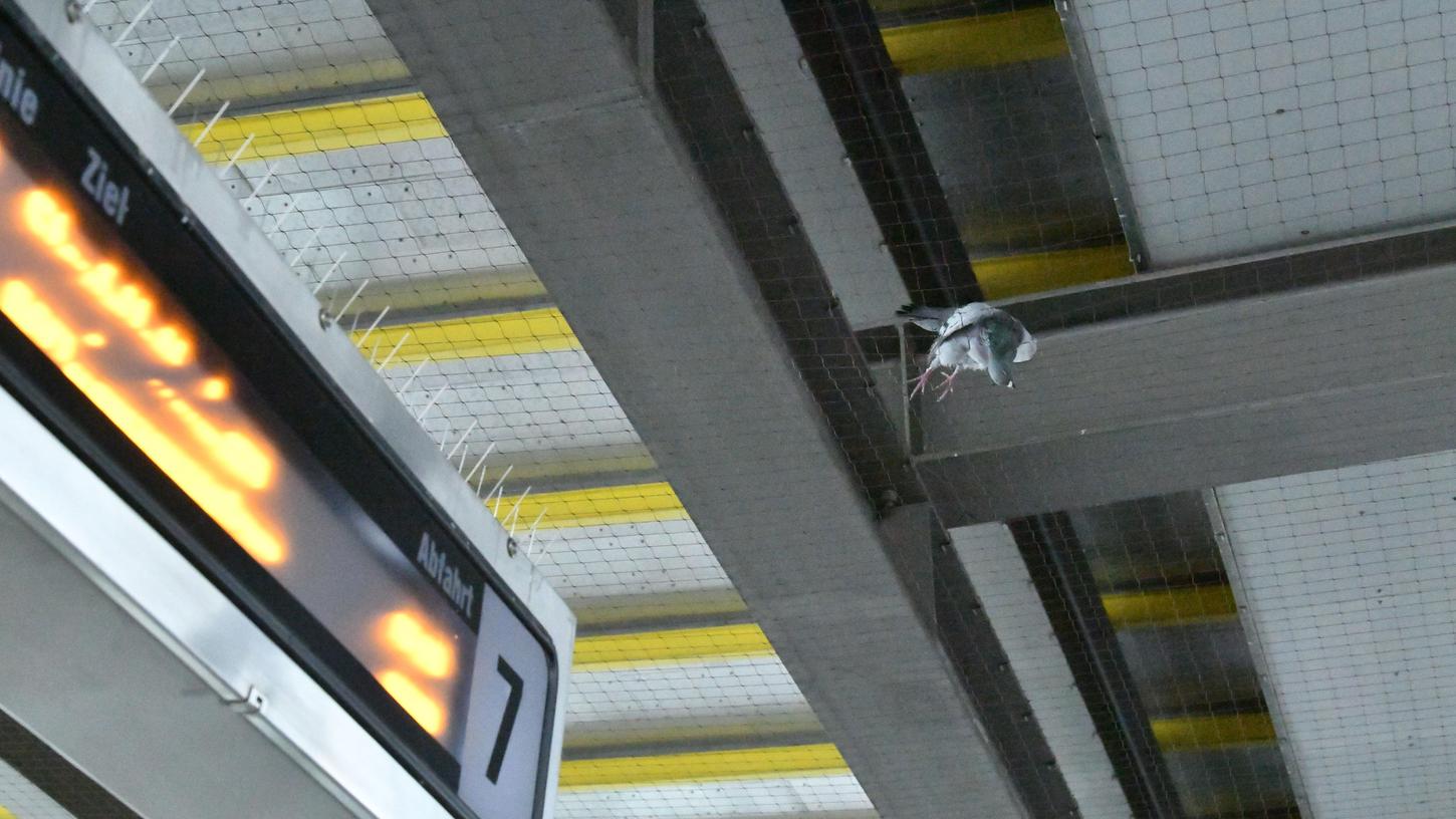 Eine tote Taube liegt im Netz, das zum Schutz der Fahrgäste angebracht worden ist.
