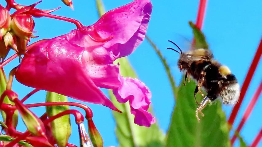 Das indische Springkraut ist bei vielen ungern gesehen, da es heimische Arten verdrängt, ist aber hübsch anzusehen mit seinen orchideenartigen Blüten und besonders bei Bienen und Hummeln beliebt. Da das Springkraut relativ spät blüht, ist es sie für die Insekten im Spätsommer und Herbst ein beliebtes und ergiebiges Ziel ….und ein attraktives Fotomotiv besonders im Kontrast mit dem blauen Himmel 