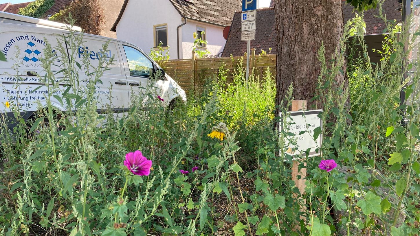 Baiersdorf will Umwelt- und Klimaschutz vorantreiben und setzt dabei auch auf Blühwiesen. 