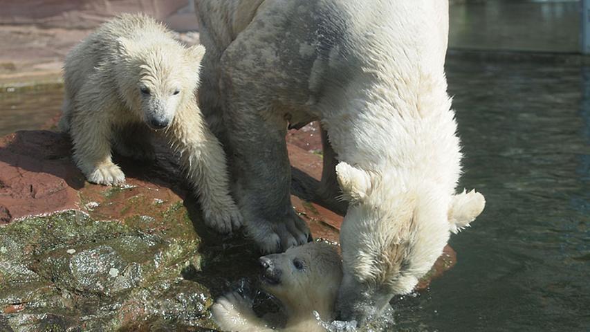 Eisbärbabys: Spiel und Spaß am Wasser