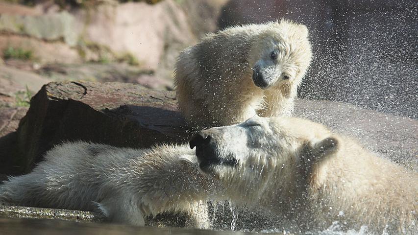 Eisbärbabys: Spiel und Spaß am Wasser