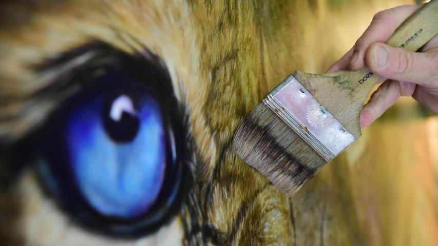Ein Löwe mit blauen Augen.
Ein Löwe mit blauen Augen.