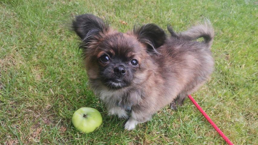 Ein Zuhause sucht auch Henry. Der Chihuahua-Pekinese-Mischling ist erst fünf Monate alt, hat aber schon viel durchmachen müssen. Er war erst ein paar Wochen alt, als er auf dem Parkplatz des Tierheims ausgesetzt wurde. Anfangs war er so panisch, dass er sogar um sich gebissen hat. Inzwischen hat sich seine Angst gelegt, aber in neuen Situationen, zum Beispiel beim Tierarzt oder wenn er festgehalten wird, kann er noch hysterisch werden. Henry ist nicht gesund. Der Mischling hat eine chronische Hauterkrankung, die immer wieder kommen kann. Dann benötigt er Kortison und Antibiotika. Seine linke Kniescheibe ist locker. Wenn sich das nicht verwächst, muss er operiert werden. Trotzdem spielt Henry sehr gerne, mag Wasser, ist verschmust, neugierig und schläft sehr gerne im Bett. Der Welpe liebt Katzen über alles, in seinem neuen Zuhause sollte aber auch ein souveräner Ersthund wohnen. Auch Kinder hat er kennengelernt, die sollten aber schon größer und vorsichtig mit ihm sein. Der junge Hund kann noch nicht alleine bleiben und ist nicht stubenrein. Er braucht einen sicheren Rückzugsort wie eine Hundebox. Beim Futter ist er sehr wählerisch. Deshalb sucht Henry ein verständnisvolles Zuhause mit Ersthund, in dem er die Liebe bekommt, die ihm in seinen ersten Lebenswochen gefehlt hat.
Mehr Informationen gibt es beim Tierheim Nürnberg, Stadenstraße 90, 90491 Nürnberg, Telefon (0911) 919890.
Ein Zuhause sucht auch Henry. Der Chihuahua-Pekinese-Mischling ist erst fünf Monate alt, hat aber schon viel durchmachen müssen. Er war erst ein paar Wochen alt, als er auf dem Parkplatz des Tierheims ausgesetzt wurde. Anfangs war er so panisch, dass er sogar um sich gebissen hat. Inzwischen hat sich seine Angst gelegt, aber in neuen Situationen, zum Beispiel beim Tierarzt oder wenn er festgehalten wird, kann er noch hysterisch werden. Henry ist nicht gesund. Der Mischling hat eine chronische Hauterkrankung, die immer wieder kommen kann. Dann benötigt er Kortison und Antibiotika. Seine linke Kniescheibe ist locker. Wenn sich das nicht verwächst, muss er operiert werden. Trotzdem spielt Henry sehr gerne, mag Wasser, ist verschmust, neugierig und schläft sehr gerne im Bett. Der Welpe liebt Katzen über alles, in seinem neuen Zuhause sollte aber auch ein souveräner Ersthund wohnen. Auch Kinder hat er kennengelernt, die sollten aber schon größer und vorsichtig mit ihm sein. Der junge Hund kann noch nicht alleine bleiben und ist nicht stubenrein. Er braucht einen sicheren Rückzugsort wie eine Hundebox. Beim Futter ist er sehr wählerisch. Deshalb sucht Henry ein verständnisvolles Zuhause mit Ersthund, in dem er die Liebe bekommt, die ihm in seinen ersten Lebenswochen gefehlt hat.
Mehr Informationen gibt es beim Tierheim Nürnberg, Stadenstraße 90, 90491 Nürnberg, Telefon (0911) 919890.