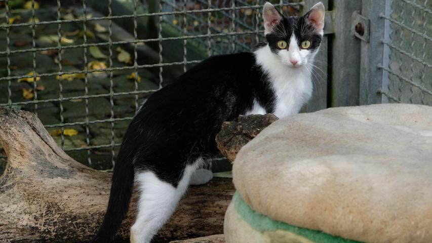 Die schwarz-weiße Katze „Rosalie“ kam als Fundtier ins Tierheim Neumarkt und sie brachte dort ihre drei Babys zur Welt, die sie liebevoll großzog. Doch irgendwann enden diese manchmal etwas strapaziösen Mutterpflichten und die etwa ein Jahr alte „Rosalie“ würde nun gerne wieder ihr eigenes Leben leben. Sie kommt aus ländlicher Gegend, sie ist an Freigang gewöhnt, und deshalb wäre für sie eine nette Familie mit Häuschen und Garten ideal. Mit Artgenossen hat die zierliche „Rosalie“ keine Probleme, solange sich diese ihr gegenüber nicht dominant zeigen. Sollte jemand zwei Katzen ein Zuhause geben wollen, so würde Katzenmutter „Rosalie“ bestimmt auch gerne mit einem ihrer Kinder ins neue Zuhause ziehen. Um die Ausbreitung der Pandemie nicht zu fördern und um unsere Mitarbeiter und Besucher zu schützen, wurde das Tierheim Neumarkt komplett für Besucher, Gassigeher und Katzenstreichler geschlossen. Um den Tieren jedoch nicht die Chance auf ein neues Zuhause zu verbauen, finden Tiervermittlung und Beratung dennoch telefonisch beziehungsweise nach vorheriger Terminvereinbarung zwischen 14.30 und 17 Uhr unter Telefon (0 91 81) 2 28 62 statt. In Notfällen und im Falle von Fundtieren ist das Tierheim ebenfalls unter dieser Telefonnummer erreichbar. Hier geht es zur Internet-Seite des Tierheims
Die schwarz-weiße Katze „Rosalie“ kam als Fundtier ins Tierheim Neumarkt und sie brachte dort ihre drei Babys zur Welt, die sie liebevoll großzog. Doch irgendwann enden diese manchmal etwas strapaziösen Mutterpflichten und die etwa ein Jahr alte „Rosalie“ würde nun gerne wieder ihr eigenes Leben leben. Sie kommt aus ländlicher Gegend, sie ist an Freigang gewöhnt, und deshalb wäre für sie eine nette Familie mit Häuschen und Garten ideal. Mit Artgenossen hat die zierliche „Rosalie“ keine Probleme, solange sich diese ihr gegenüber nicht dominant zeigen. Sollte jemand zwei Katzen ein Zuhause geben wollen, so würde Katzenmutter „Rosalie“ bestimmt auch gerne mit einem ihrer Kinder ins neue Zuhause ziehen. Um die Ausbreitung der Pandemie nicht zu fördern und um unsere Mitarbeiter und Besucher zu schützen, wurde das Tierheim Neumarkt komplett für Besucher, Gassigeher und Katzenstreichler geschlossen. Um den Tieren jedoch nicht die Chance auf ein neues Zuhause zu verbauen, finden Tiervermittlung und Beratung dennoch telefonisch beziehungsweise nach vorheriger Terminvereinbarung zwischen 14.30 und 17 Uhr unter Telefon (0 91 81) 2 28 62 statt. In Notfällen und im Falle von Fundtieren ist das Tierheim ebenfalls unter dieser Telefonnummer erreichbar. Hier geht es zur Internet-Seite des Tierheims
