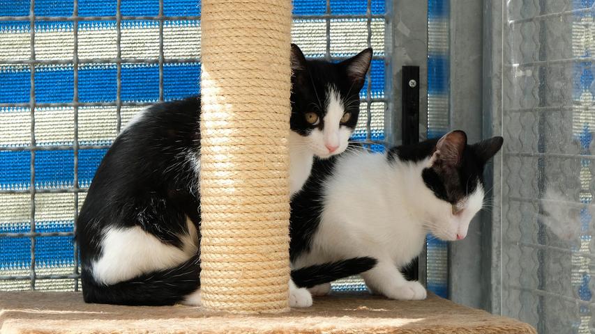 Die zwei schwarz-weißen Kater „Maxi“ und „Pauli“ würden sich sehr freuen, endlich ein eigenes, neues, gemeinsames Zuhause zu bekommen. Die Geschwisterchen, die im Mai 2021 geboren wurden, wurden als winzige Katzenbabys mutterlos in einem Garten gefunden und ihre Ersatz-Mama hat sie auf der Pflegestelle liebevoll aufgepäppelt. Die beiden kleinen Racker sind lebhaft und ihre neue Familie sollte nicht den ganzen Tag außer Haus sein. Über ein verkehrsberuhigt gelegenes Häuschen im Grünen würde sich das Duo sehr freuen, denn eines Tages, wenn sie groß genug sind, werden sie sicher Freigang haben wollen. Für kleinere Kinder sind die Kätzchen nicht geeignet, auch auf Hunde in der Familie würden sie gerne verzichten. Um die Ausbreitung der Pandemie nicht zu fördern und um unsere Mitarbeiter und Besucher zu schützen, wurde das Tierheim Neumarkt komplett für Besucher, Gassigeher und Katzenstreichler geschlossen. Um den Tieren jedoch nicht die Chance auf ein neues Zuhause zu verbauen, finden Tiervermittlung und Beratung dennoch telefonisch beziehungsweise nach vorheriger Terminvereinbarung zwischen 14.30 und 17 Uhr unter Telefon (0 91 81) 2 28 62 statt. In Notfällen und im Falle von Fundtieren ist das Tierheim ebenfalls unter dieser Telefonnummer erreichbar. Hier geht es zur Internet-Seite des Tierheims
Die zwei schwarz-weißen Kater „Maxi“ und „Pauli“ würden sich sehr freuen, endlich ein eigenes, neues, gemeinsames Zuhause zu bekommen. Die Geschwisterchen, die im Mai 2021 geboren wurden, wurden als winzige Katzenbabys mutterlos in einem Garten gefunden und ihre Ersatz-Mama hat sie auf der Pflegestelle liebevoll aufgepäppelt. Die beiden kleinen Racker sind lebhaft und ihre neue Familie sollte nicht den ganzen Tag außer Haus sein. Über ein verkehrsberuhigt gelegenes Häuschen im Grünen würde sich das Duo sehr freuen, denn eines Tages, wenn sie groß genug sind, werden sie sicher Freigang haben wollen. Für kleinere Kinder sind die Kätzchen nicht geeignet, auch auf Hunde in der Familie würden sie gerne verzichten. Um die Ausbreitung der Pandemie nicht zu fördern und um unsere Mitarbeiter und Besucher zu schützen, wurde das Tierheim Neumarkt komplett für Besucher, Gassigeher und Katzenstreichler geschlossen. Um den Tieren jedoch nicht die Chance auf ein neues Zuhause zu verbauen, finden Tiervermittlung und Beratung dennoch telefonisch beziehungsweise nach vorheriger Terminvereinbarung zwischen 14.30 und 17 Uhr unter Telefon (0 91 81) 2 28 62 statt. In Notfällen und im Falle von Fundtieren ist das Tierheim ebenfalls unter dieser Telefonnummer erreichbar. Hier geht es zur Internet-Seite des Tierheims