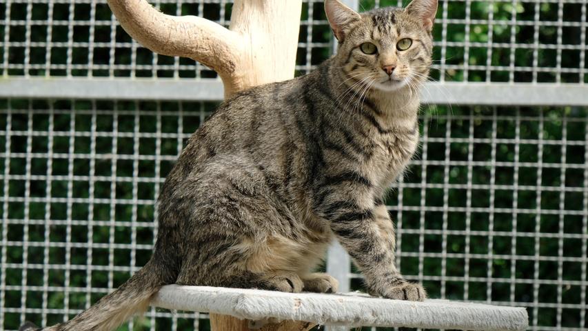 Der getigerte Kater „Hardy“ ist dagegen eher der Einzelgänger nach dem Motto: Du sollst keine fremden Götter neben mir haben. Wer sich für den etwa eineinhalb Jahre alten Kater interessiert, sollte schon etwas Erfahrung mit selbstbewussten Katzen haben, denn „Hardy“ ist erst einmal kein Schmusetiger. Anfangs fuhr er blitzschnell seine Krallen aus, wenn man ihn anfassen wollte. Mit der Zeit hat er gelernt, dass es schön sein kann, gestreichelt zu werden. Doch dazu muss man sich das Vertrauen von „Hardy“ erst erwerben. Für Kinder ist der Kater eher nicht geeignet. Nachdem „Hardy“ aus ländlichem Gebiet kommt und Freigang gewöhnt war, sollte sein neues Zuhause auch wieder ländlich verkehrsberuhigt liegen. Um die Ausbreitung der Pandemie nicht zu fördern und um unsere Mitarbeiter und Besucher zu schützen, wurde das Tierheim Neumarkt komplett für Besucher, Gassigeher und Katzenstreichler geschlossen. Um den Tieren jedoch nicht die Chance auf ein neues Zuhause zu verbauen, finden Tiervermittlung und Beratung dennoch telefonisch beziehungsweise nach vorheriger Terminvereinbarung zwischen 14.30 und 17 Uhr unter Telefon (0 91 81) 2 28 62 statt. In Notfällen und im Falle von Fundtieren ist das Tierheim ebenfalls unter dieser Telefonnummer erreichbar. Hier geht es zur Internet-Seite des Tierheims
Der getigerte Kater „Hardy“ ist dagegen eher der Einzelgänger nach dem Motto: Du sollst keine fremden Götter neben mir haben. Wer sich für den etwa eineinhalb Jahre alten Kater interessiert, sollte schon etwas Erfahrung mit selbstbewussten Katzen haben, denn „Hardy“ ist erst einmal kein Schmusetiger. Anfangs fuhr er blitzschnell seine Krallen aus, wenn man ihn anfassen wollte. Mit der Zeit hat er gelernt, dass es schön sein kann, gestreichelt zu werden. Doch dazu muss man sich das Vertrauen von „Hardy“ erst erwerben. Für Kinder ist der Kater eher nicht geeignet. Nachdem „Hardy“ aus ländlichem Gebiet kommt und Freigang gewöhnt war, sollte sein neues Zuhause auch wieder ländlich verkehrsberuhigt liegen. Um die Ausbreitung der Pandemie nicht zu fördern und um unsere Mitarbeiter und Besucher zu schützen, wurde das Tierheim Neumarkt komplett für Besucher, Gassigeher und Katzenstreichler geschlossen. Um den Tieren jedoch nicht die Chance auf ein neues Zuhause zu verbauen, finden Tiervermittlung und Beratung dennoch telefonisch beziehungsweise nach vorheriger Terminvereinbarung zwischen 14.30 und 17 Uhr unter Telefon (0 91 81) 2 28 62 statt. In Notfällen und im Falle von Fundtieren ist das Tierheim ebenfalls unter dieser Telefonnummer erreichbar. Hier geht es zur Internet-Seite des Tierheims
