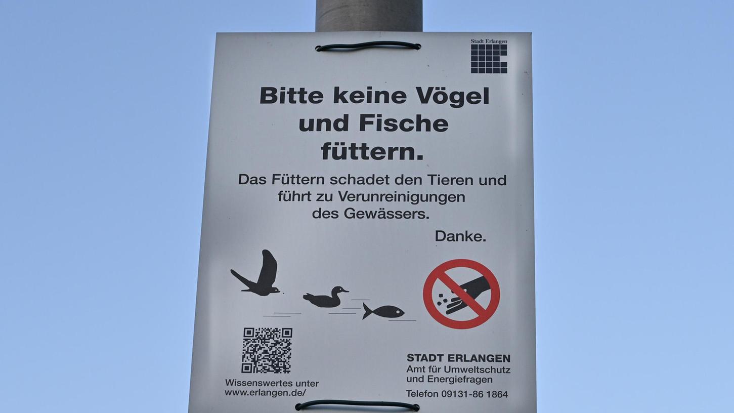 Am Dechsendorfer Weiher besteht Fütterungsverbot auch für Wildgänse.   