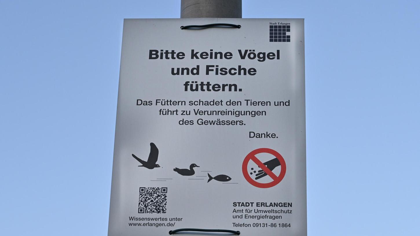 Am Dechsendorfer Weiher besteht Fütterungsverbot auch für Wildgänse.
Am Dechsendorfer Weiher besteht Fütterungsverbot auch für Wildgänse.