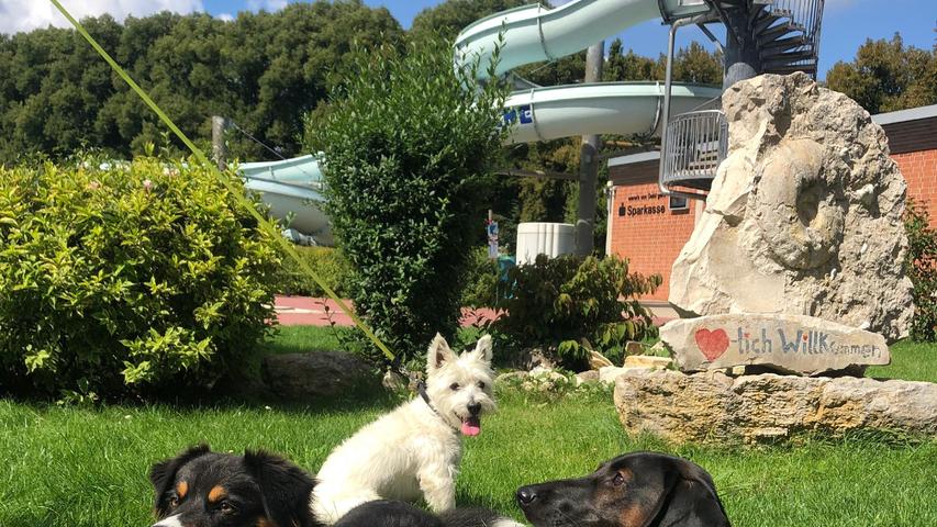 Freuen sich auch schon auf den Hundebadetag am 12. September: Die Vierbeinigen  Begleiter der Belegschaft des Pappenheimer Freibads. 