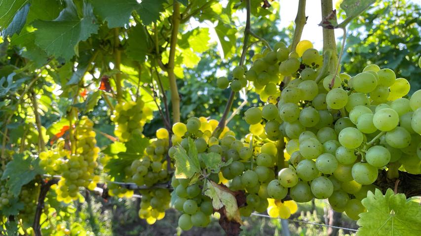 Im Herbst sitzen die Gäste direkt neben voll Trauben hängenden Weinreben.