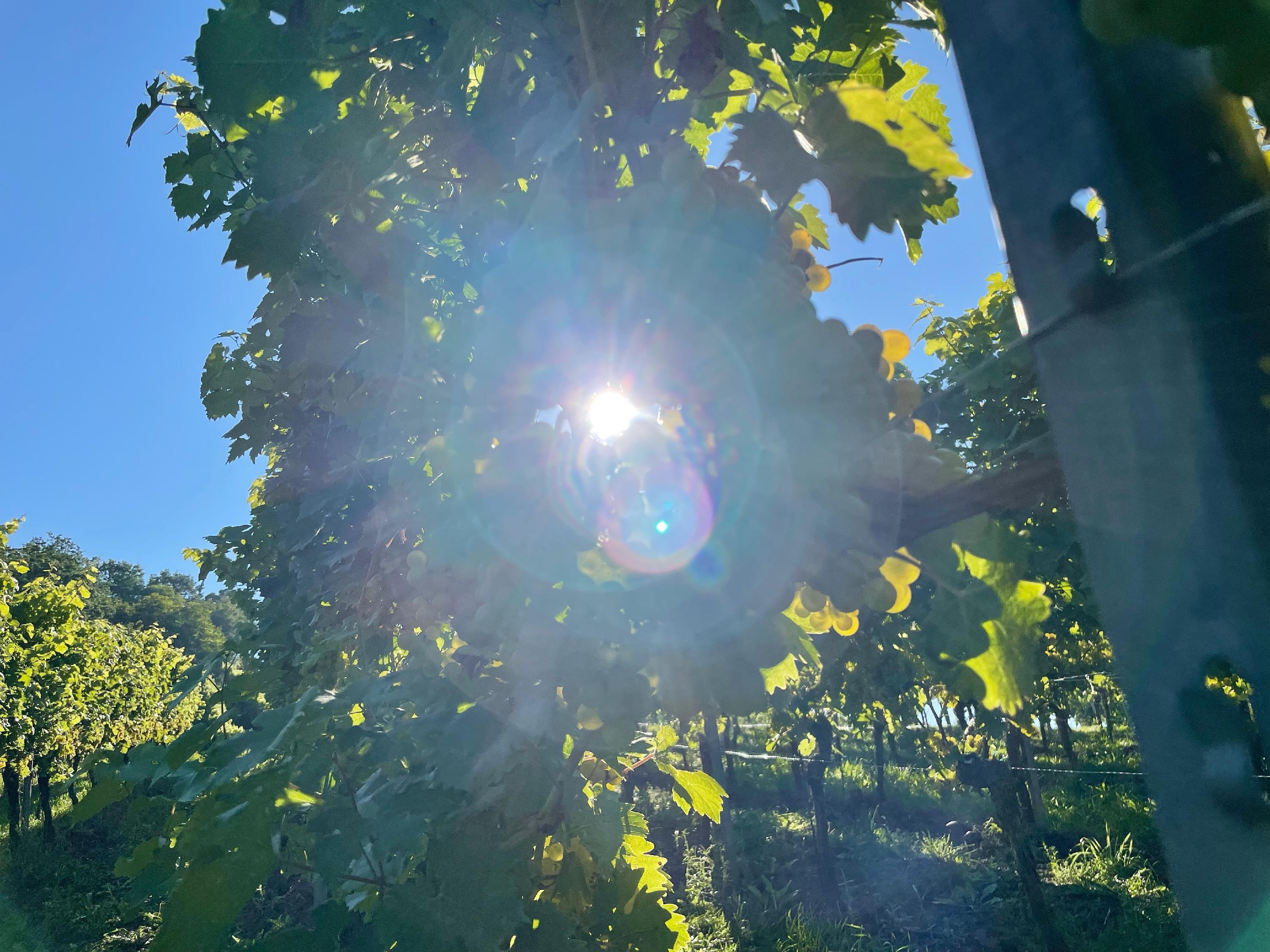 Eine der schönsten Zeiten im Weinberg ist für Gäste der September, wenn die Trauben an den Rebstöcken hängen.