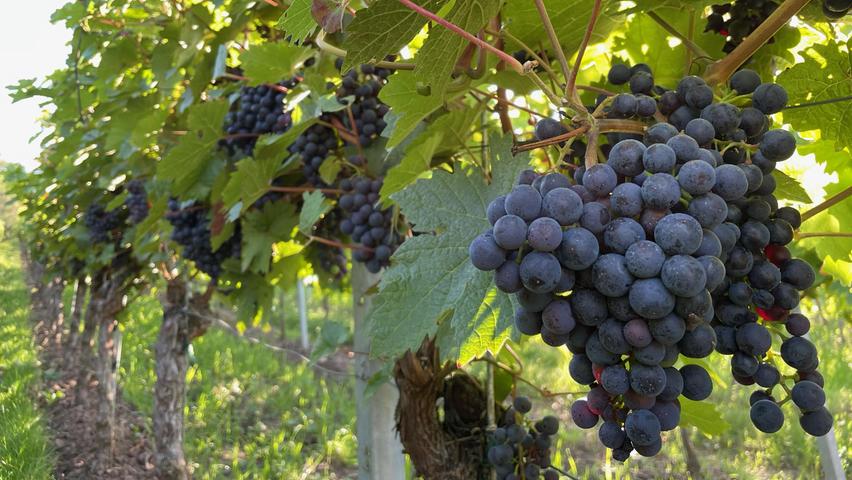 Auch die Trauben, aus denen Rotwein wird, dürfen nicht fehlen.